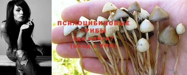 прущие грибы Абинск