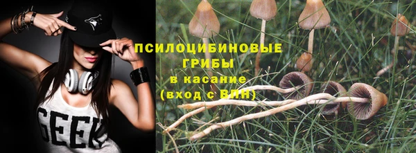 прущие грибы Абинск